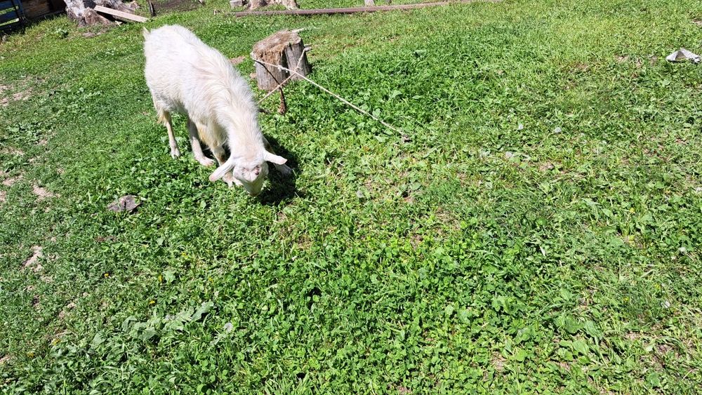 Сауынды ешкілер мен текелер сатамыз