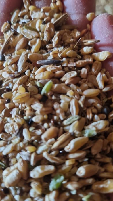 Продам зерноотходы