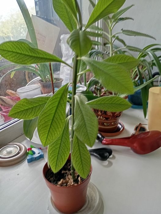 Комнатные цветы Синадениум.