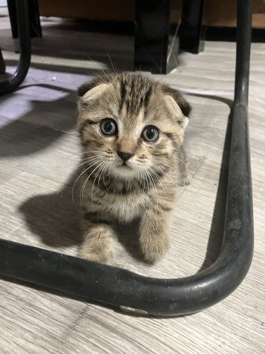 Котенок веслоухая