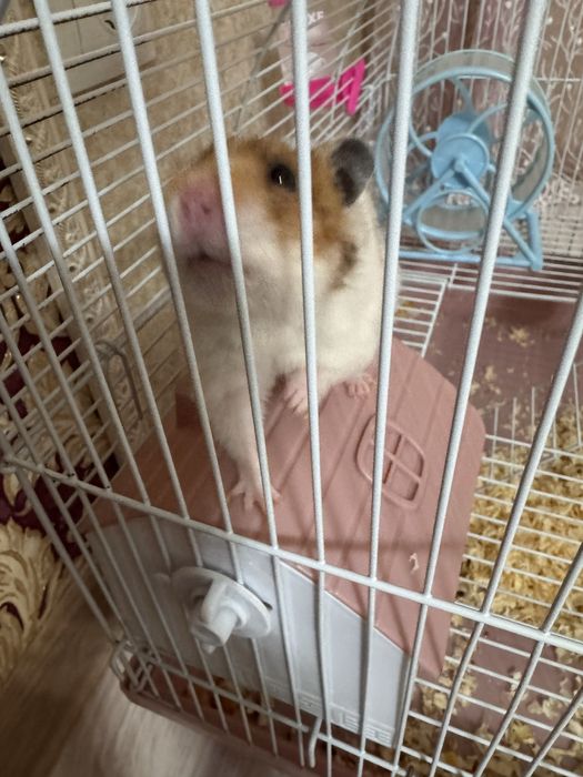 Продам сирийского хомячка