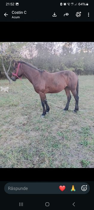 Vand iapa de 3 ani blanda merge forte bine  pret 5500 lei an figa Beclean bistrita nasaud