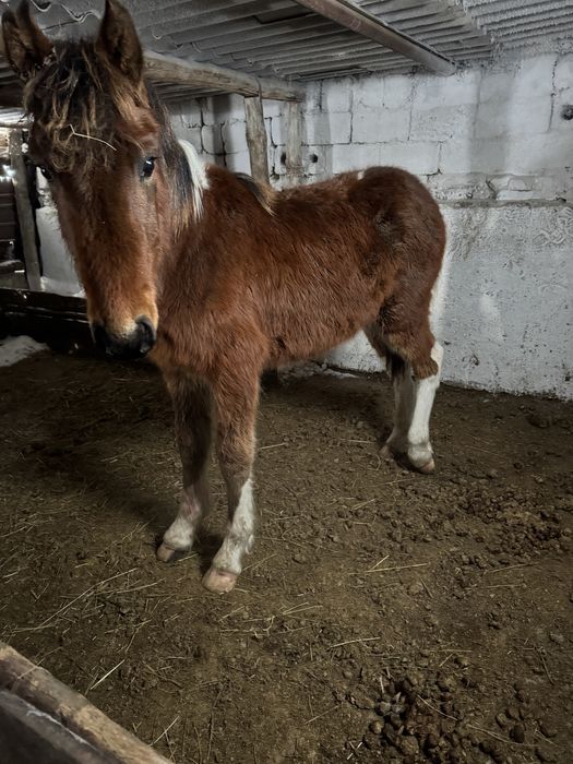 Жеребята 2025года