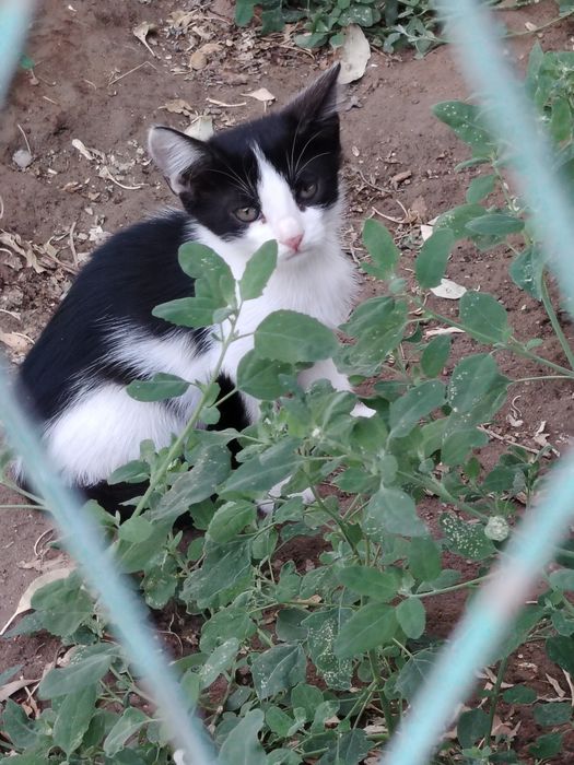 Тегин бериледи маргаулар