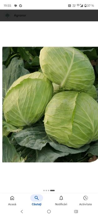 Varza verde sarmale