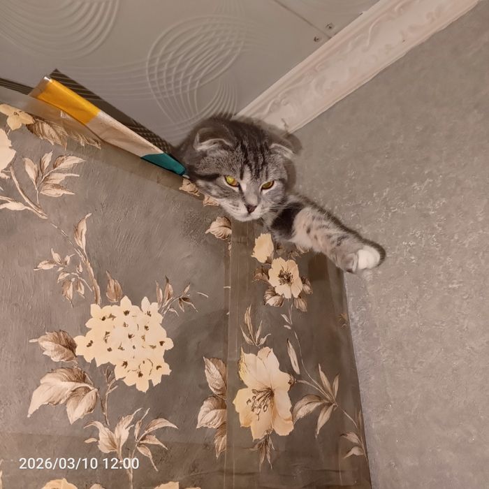 Кошечка  ищет добрых  хозяев