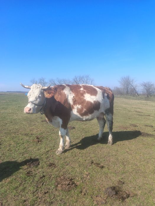 de vânzare vacă de 5 ani