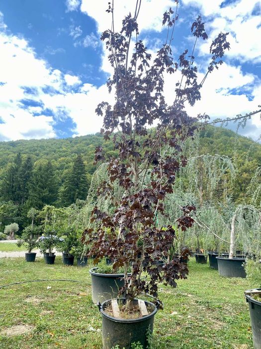 Arbori Decorativi Selecționați – Calitate de Top