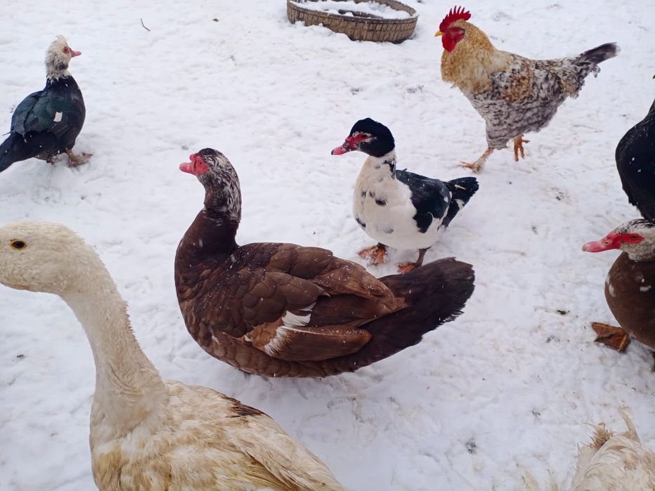 Продам гусей, уток курей