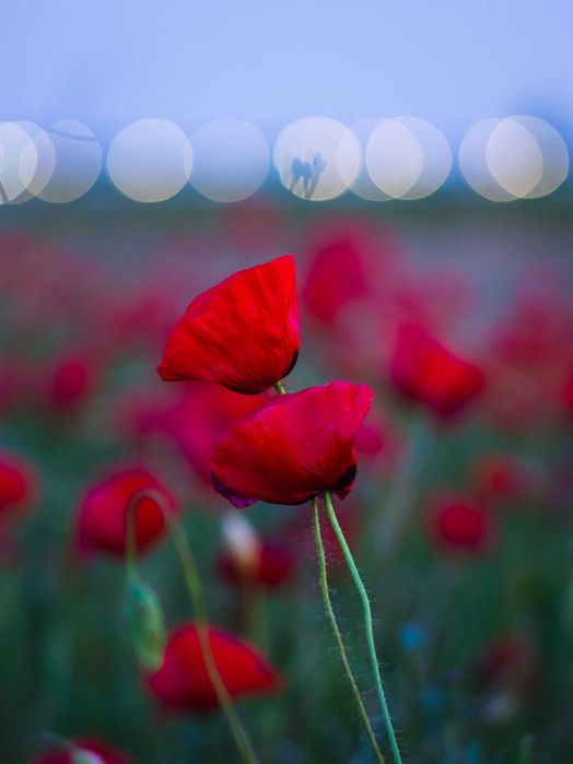 7 Artisans 55mm F1.4 montura micro four thirds Olympus/ Panasonic