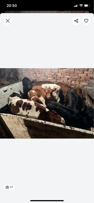 Продам теляти бычкий этого кому нужен будет звоните