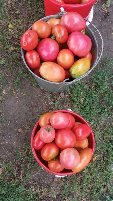 Помидоры красные,бурые,зелёные с дачи.