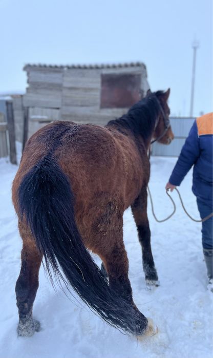 Міңгі айғыр сатылады