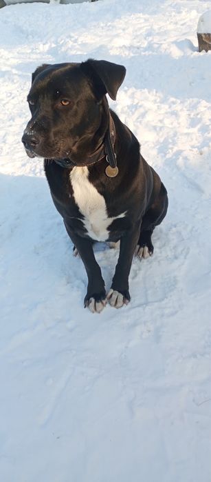 Ищем дом собачке