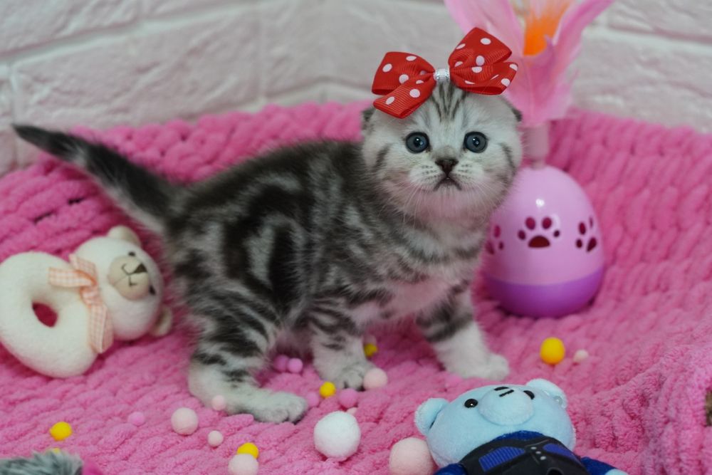 Вислоухие Котята