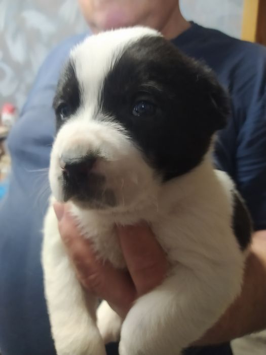 Щенки будущие тяжи.