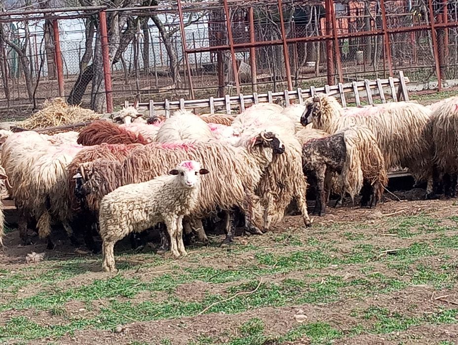 De vânzare oi Runcu