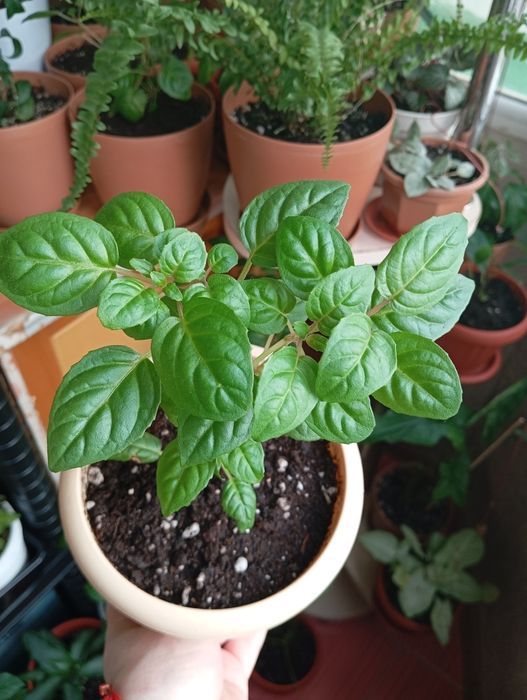 Продам комнатные растения