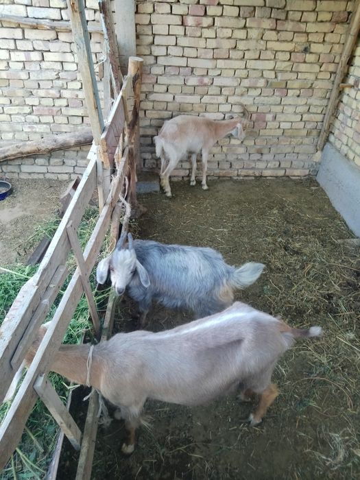 3 bosh echkilar sotiladi