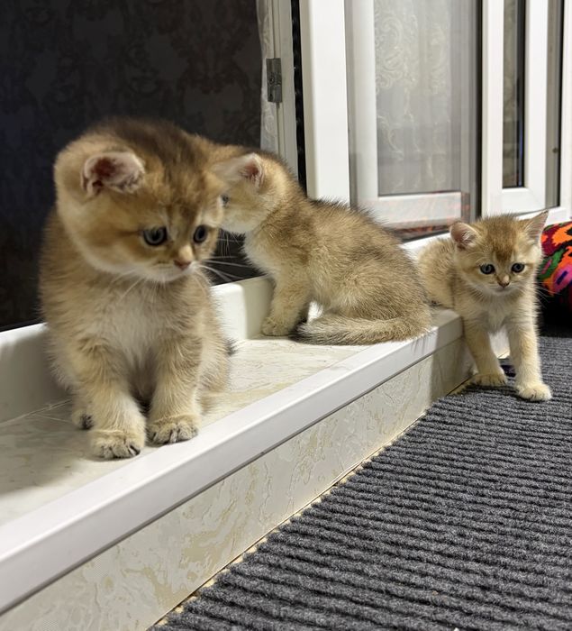 Британские котята