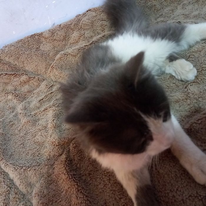 Mushik sotiladi aqili 1yosh