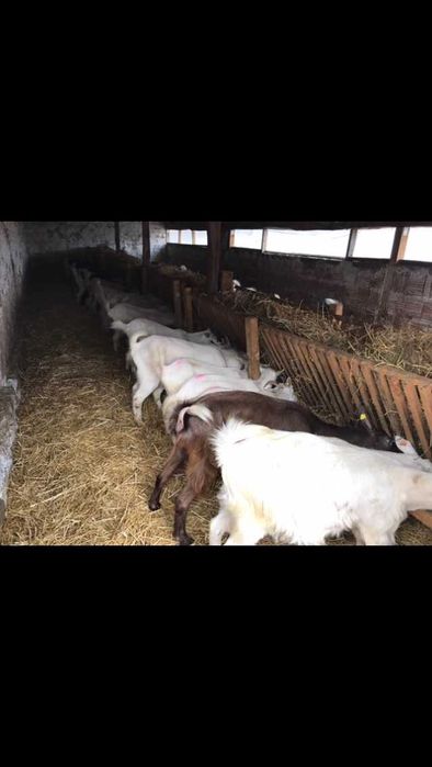 Продава се Къща в с. Кара Михал, Област Разград - 70 кв.м за 365 €/кв.м - Снимка #11