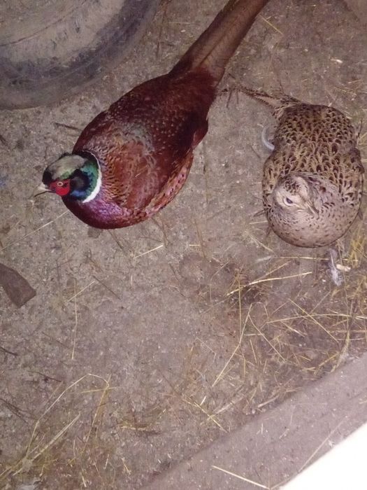 Fazanii comuni si aurii