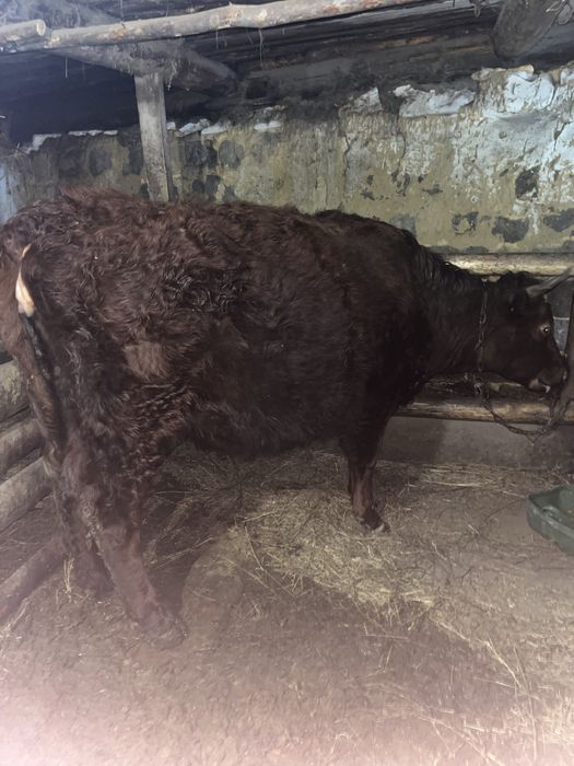 Құнажын тайша  буаз сатылады