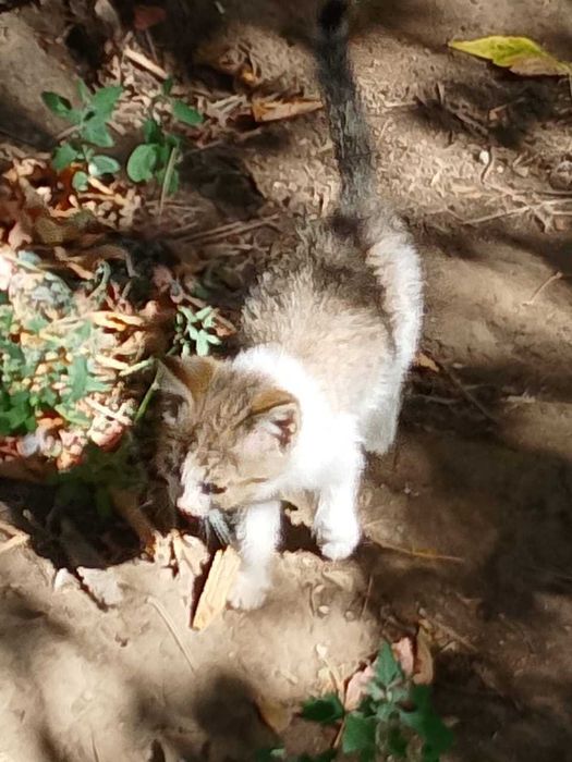 Отдам в добрые руки котят