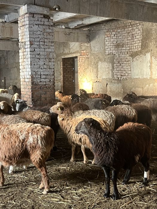 Бараны овцы лошадь