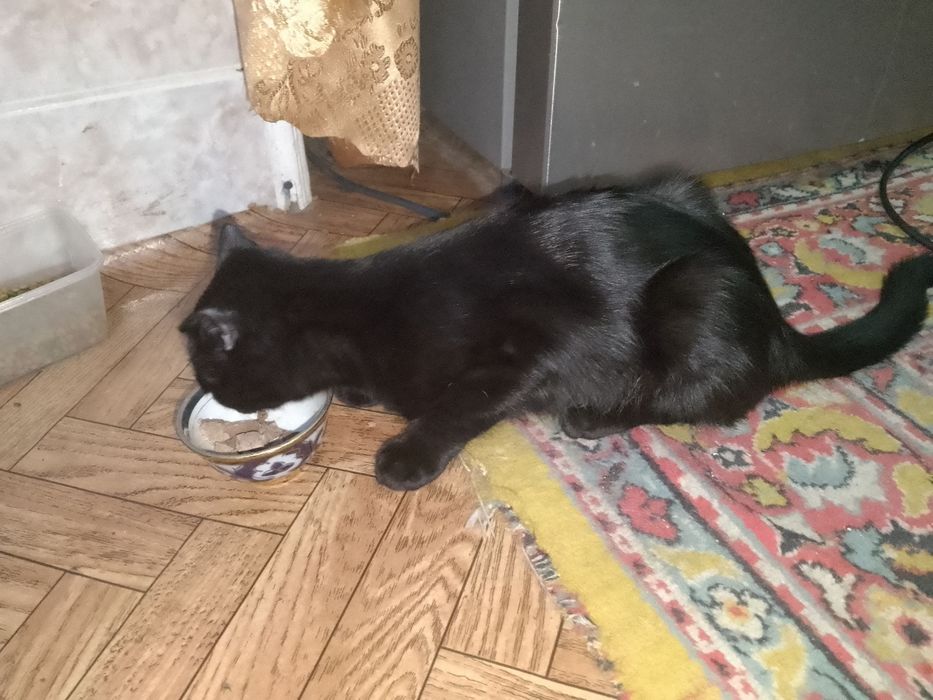отдам котёнка в добрые руки