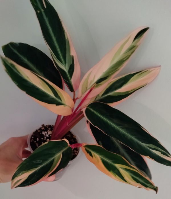 Бегонии, строманта триколор