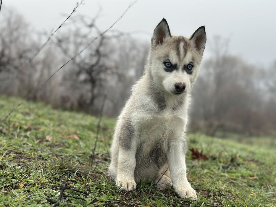 Pui husky siberian!