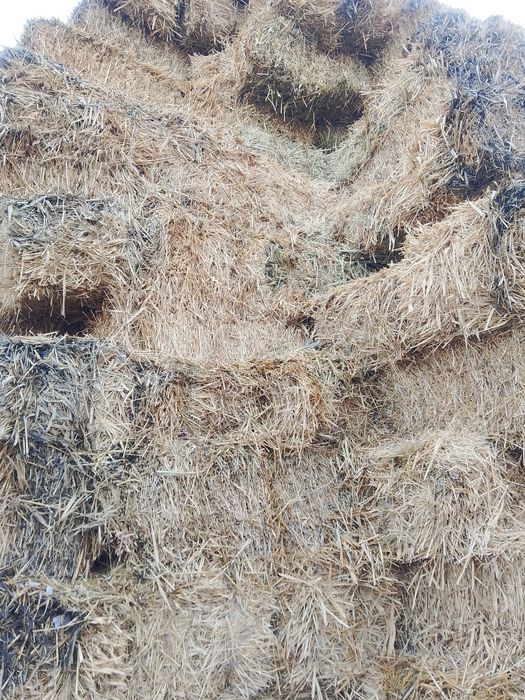 Сабан шөп 1100 сатылады