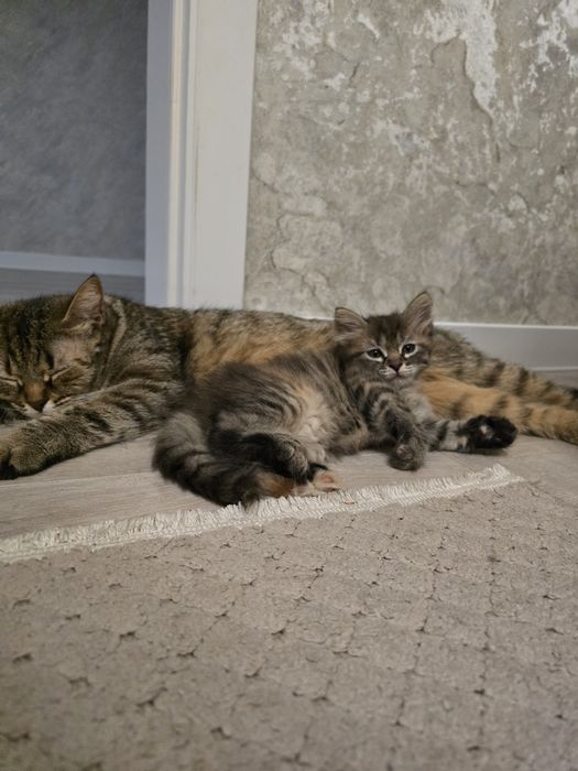 Отдам котенка девочку в добрые руки!