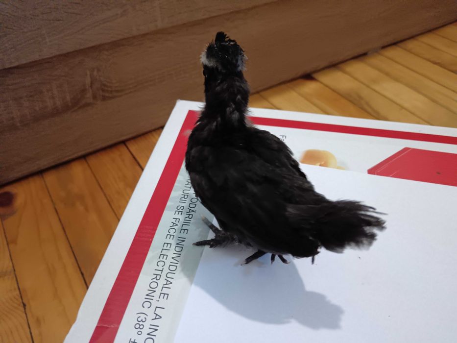 Декоративни пиленца