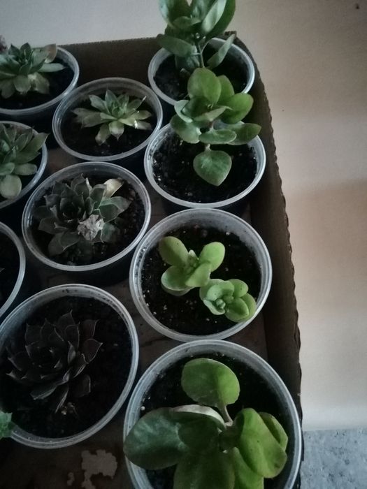 Сукуленти /алпийска роза /