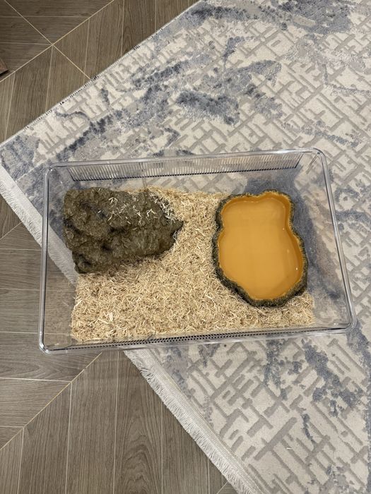 Удав императорский самка