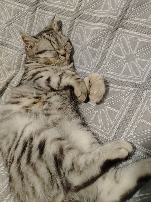 Кот скотиш страйт