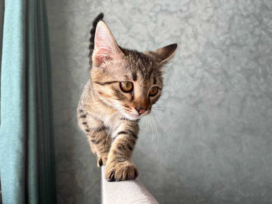 Отдам котенка в хорошие руки!