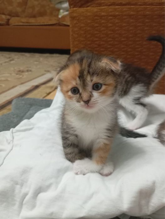 Отдаю 1 месячного котенка