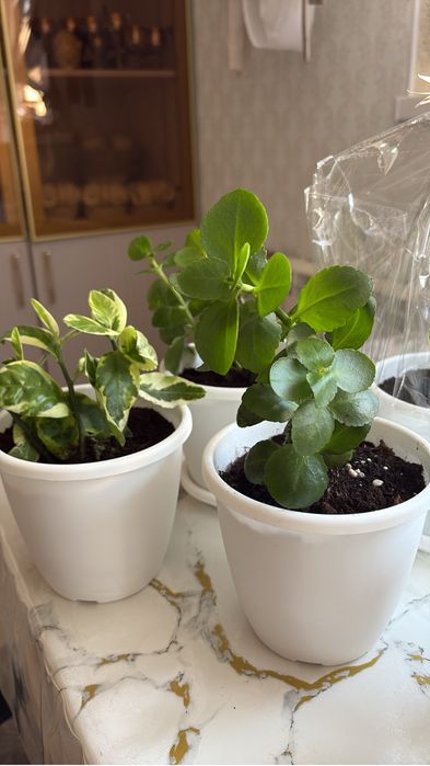 Үй гүлдері сатылады