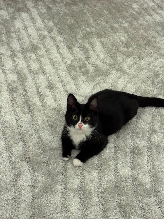 Отдаем котенка в добрые руки