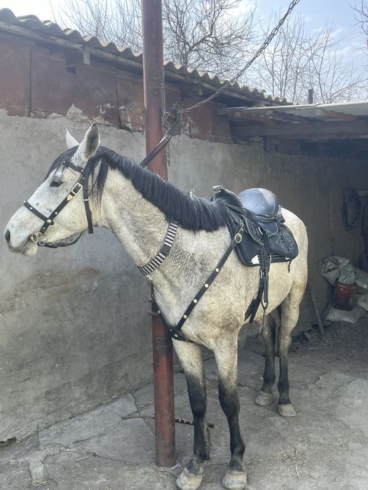 В продаже жеребец