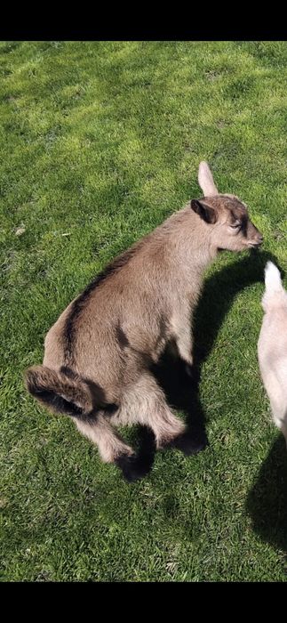 Doua ieduțe si un ied