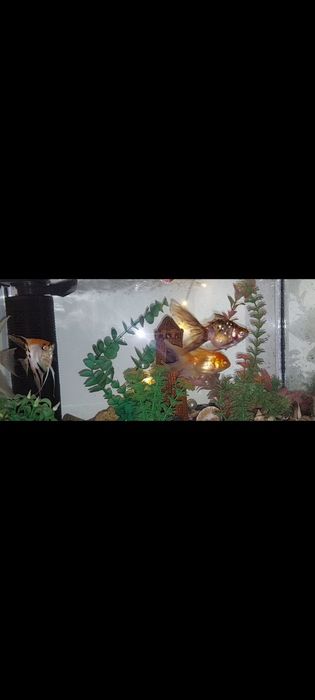 Продам аквариум вместе  с золотыми рыбками
