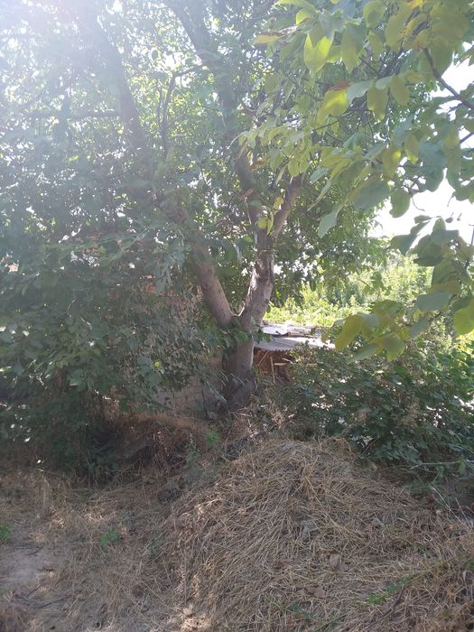 Продажа орешэн ,в наличии четырех  штук цэна договорная?