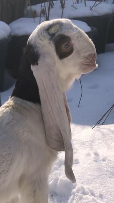 Продам козочку ЧП гулаби.