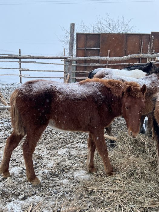 Продам жабагы  еркек ( мальчик )!