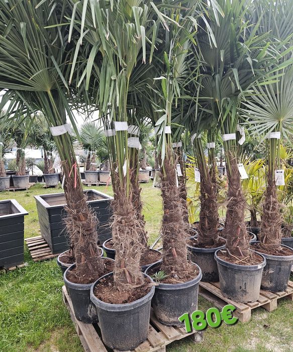 Палми и Декорация за вашата страхотна градина